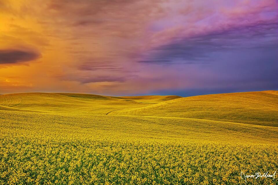 The skies above the Canola Fields (Rapeseed Fields) in the Palouse illuminate with pastel colors at Sunrise.