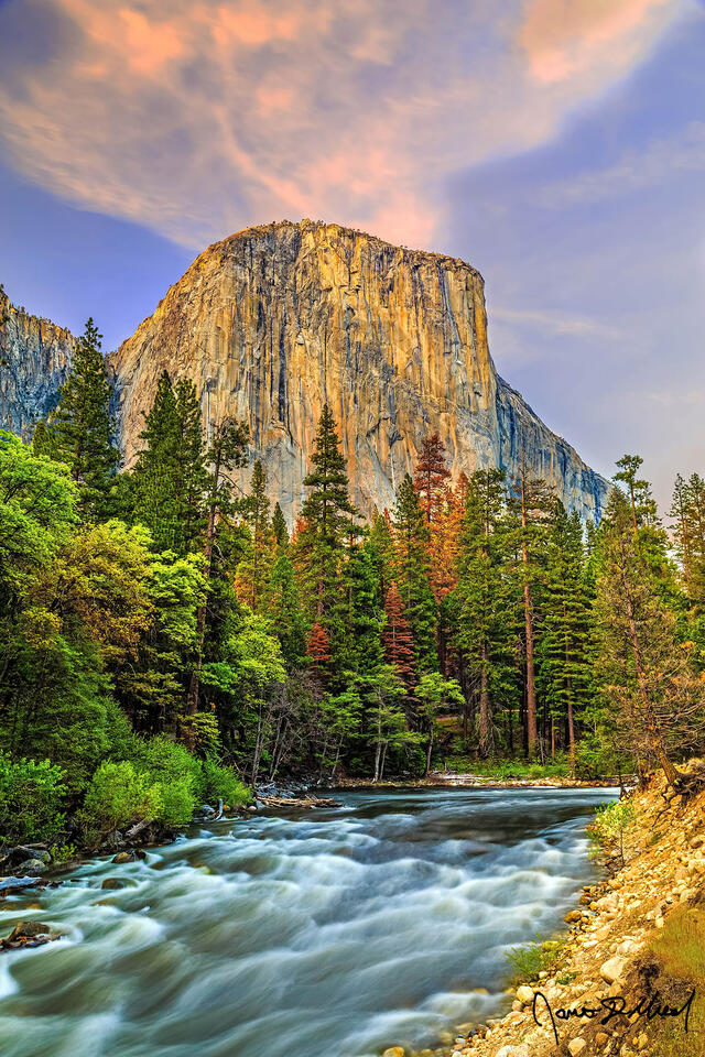 Sunset illuminates the clouds above El Capitan in soft pastel hues as the spring snowmelt causes heavy flow along the Merced River in Yosemite Valley.