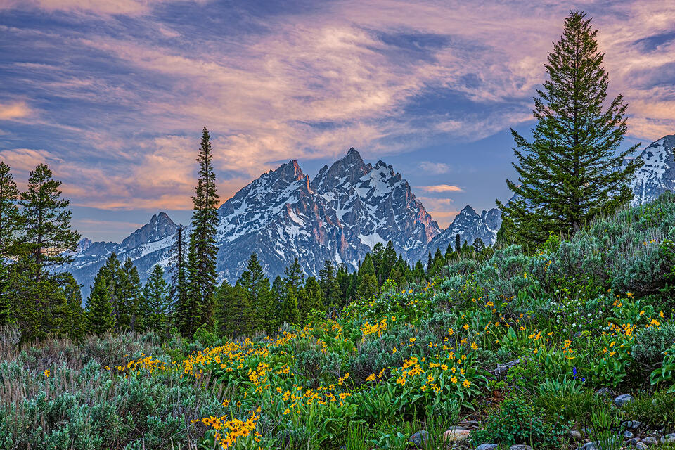 Sunlight slightly illuminates the slopes of The Cathedral Group at Sunset as the peaks rise high above wildflowers growing among a field of sagebrush.