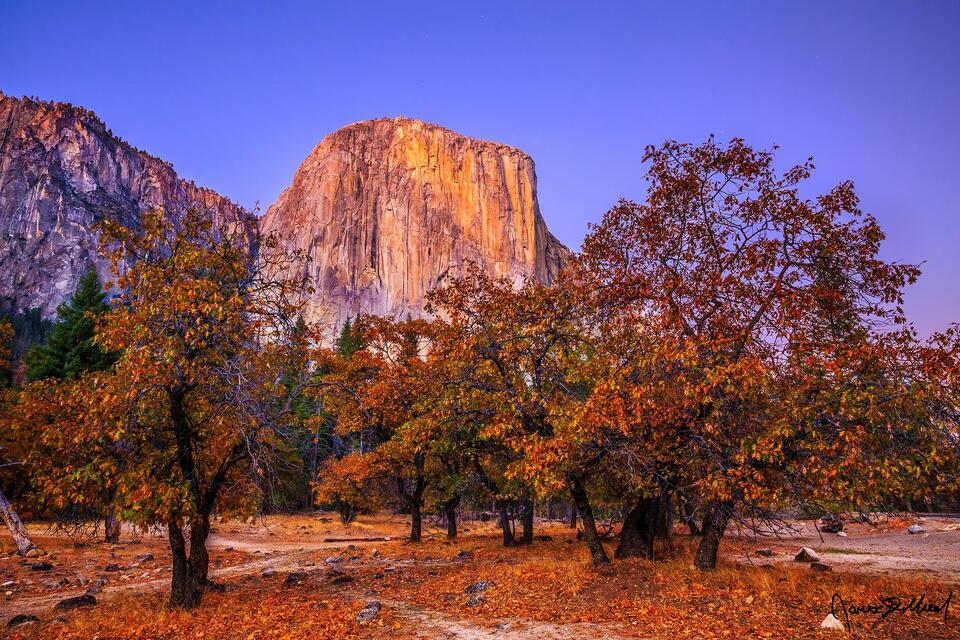 Dusk over El Captian in fall as alpenglow illuminates the cliffs. The leaves on the Dogwood trees of in the meadows turn orange as the colors of fall arrive