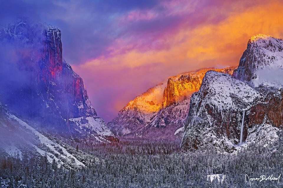Sunset illuminates the top of snowy Cathedral Rocks gold. Fog cloaks El Capitan as Bridalveil Fall tumbles over the cliffs towards the snow covered valley.