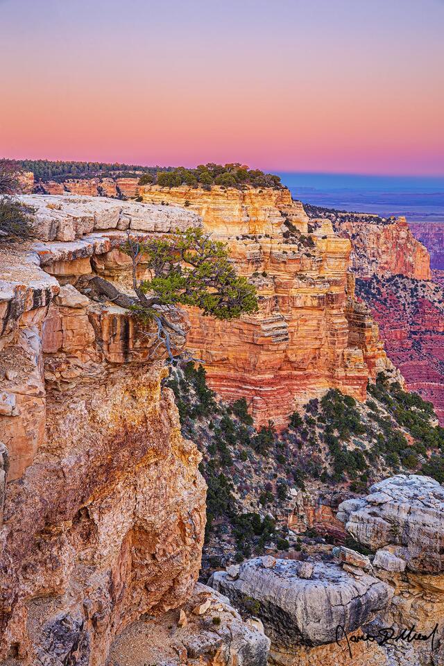 A Pinyon Pine grows sideways below the edge of the Grand Canyon as the Belt of Venus shows in the skies above at sunset.