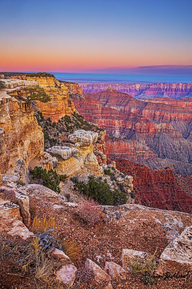 A Pinyon Pine grows sideways below the edge of the Grand Canyon as the Belt of Venus shows in the skies above at sunset.