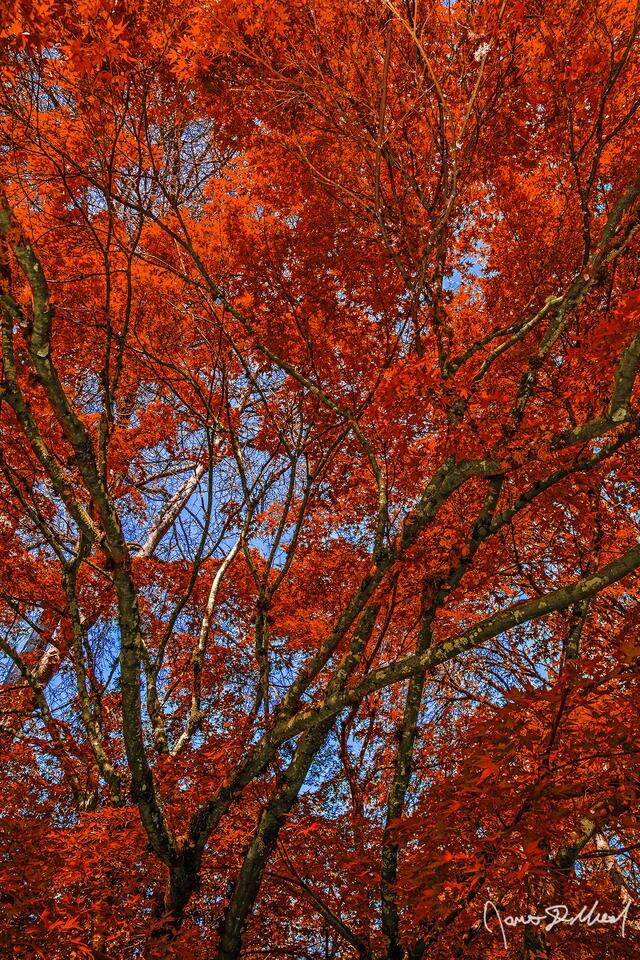 Fall brings crimson colored leaves to a Japanese Maple, as it looks like a crimson web against the backdrop of a blue sky.