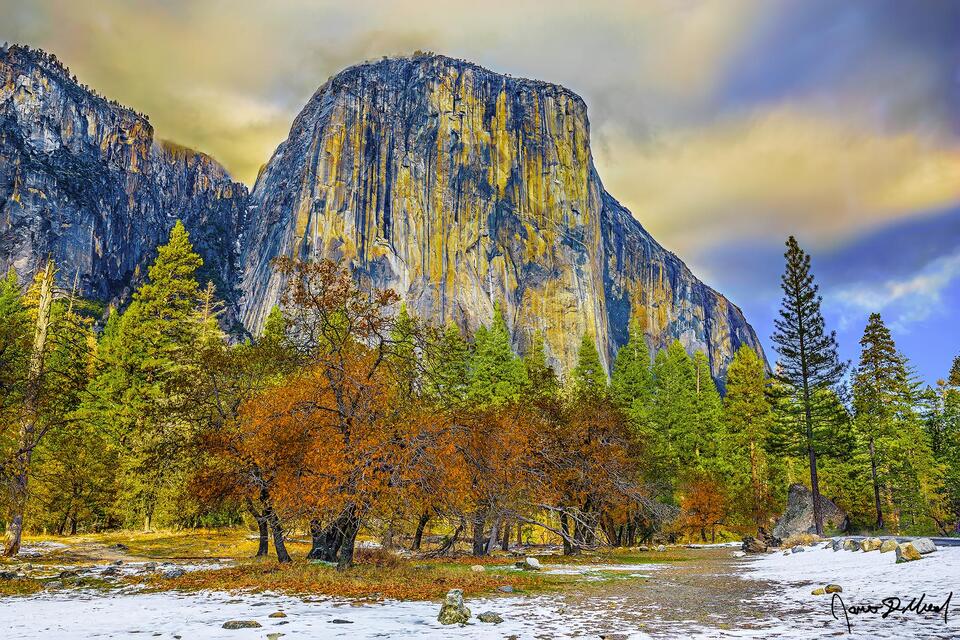 Sunset bathes the clouds above El Capitan in golden light as Dogwood trees rise above snow covered Bridalveil Meadow after the first snowfall of late autumn.