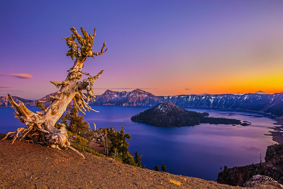 A leaning Whitebark Pine grows on the West Rim of Crater Lake as alpenglow lights the skies and waters surrounding Wizard Island at sunset.