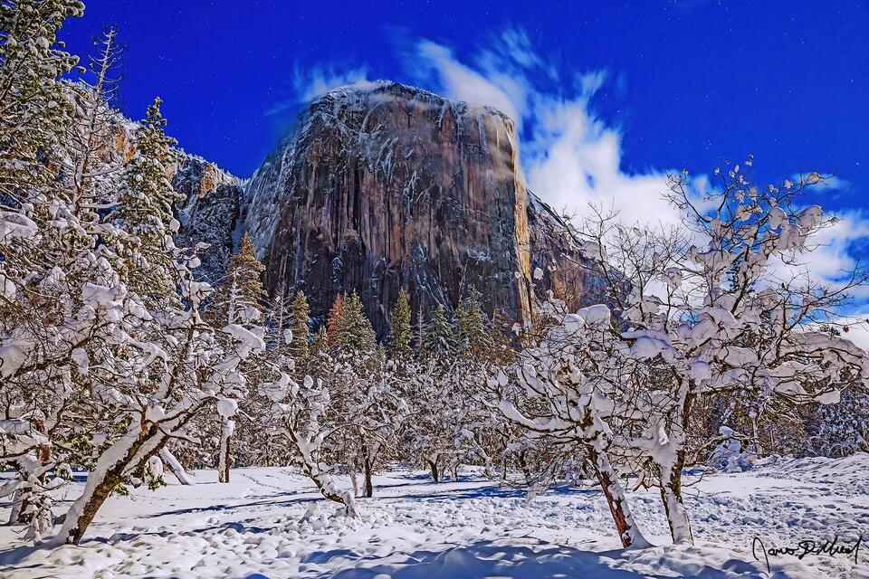Winter moonlight illuminates El Capitan, snow covered Dogwood Trees and snow covered Bridalveil Meadow as Yosemite Valley transforms into a winter wonderland