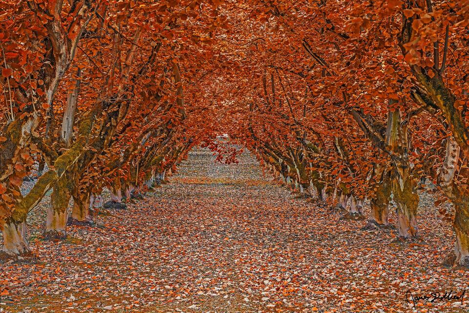 Autumn brings fall colors to a Hazelnut tree tunnel in the Willamette Valley of Oregon