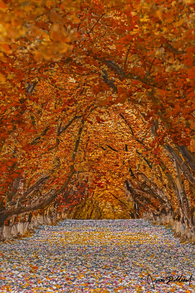 Autumn brings vibrant orange fall colors to a Hazelnut tree tunnel in the Willamette Valley near Woodburn Oregon. The fall colors completely envelope the tunnel