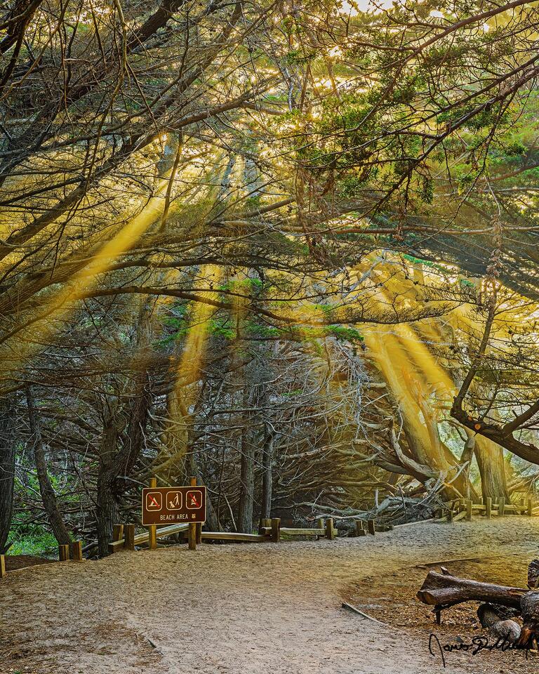 The sun creates radiant beams of light as it shines through the trees along California's famed Big Sur coastline near Pfeiffer Beach.