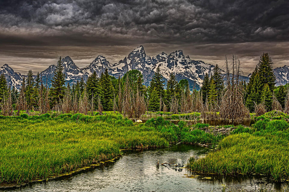 Morning storm clouds during the Golden Hour blanket the skies above the Cathedral Group of the Teton Range near the shore of a Beaver Pond.