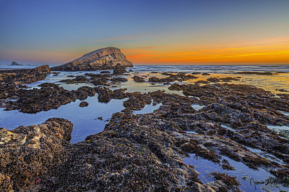 A negative tide at low tide in the Pacific Ocean at sunset exposes tide pools and mussels around Greyhound Rock along the Pacific Coast of California.