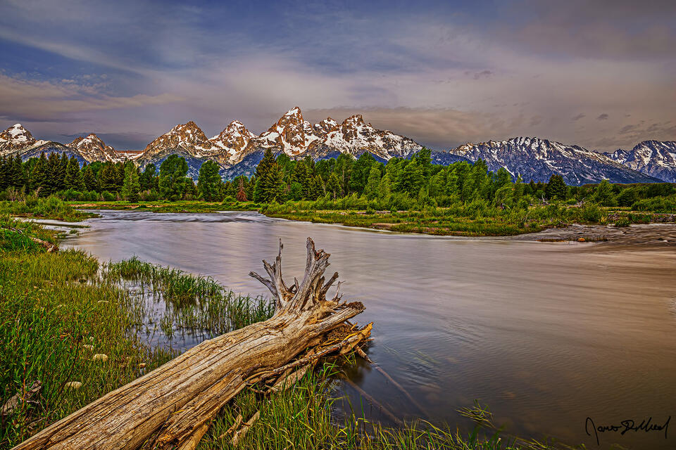Morning Light illuminates the upper slopes of the Cathedral Group as the Snake River flows past a fallen tree trunk on the shore.