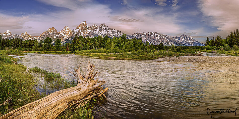 Morning Light illuminates the upper slopes of of the Cathedral Group  as branches of the Snake River merge together near the remnants of a fallen tree trunk.