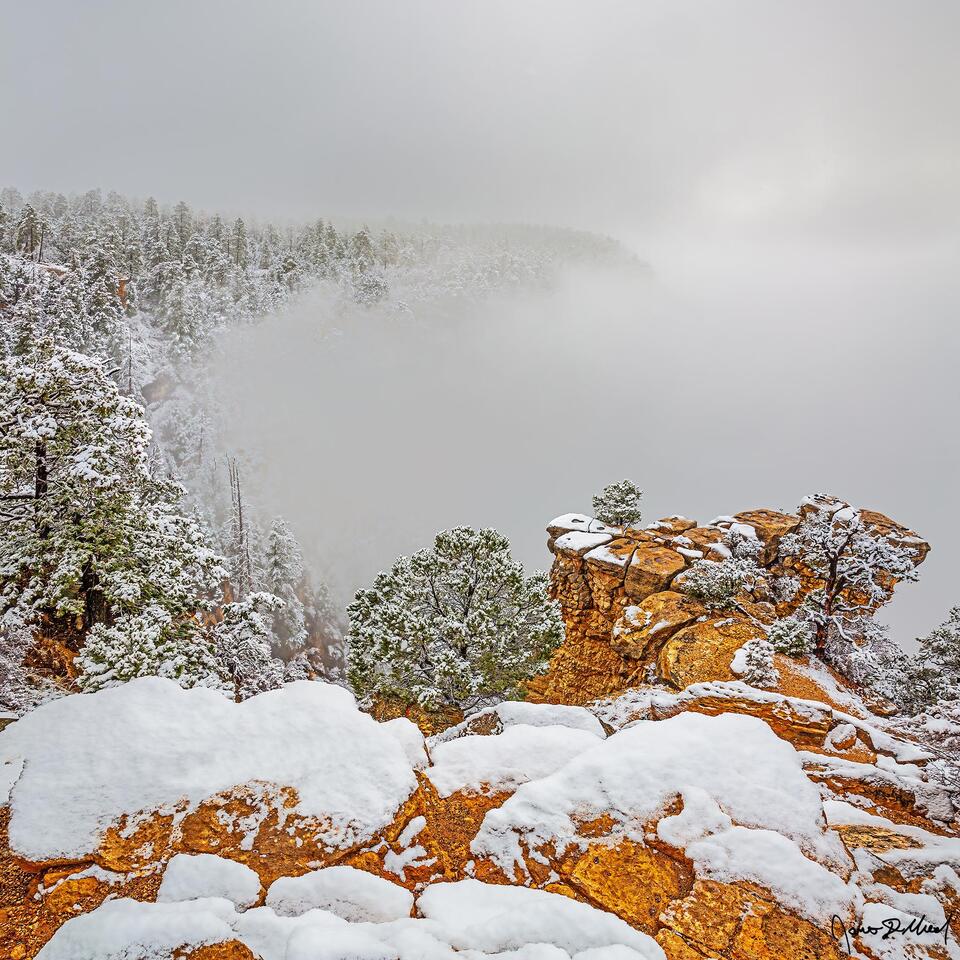Snow lines the tree tops and cliff tops along the South Rim as a temperature inversion causes clouds to fill the Grand Canyon below.