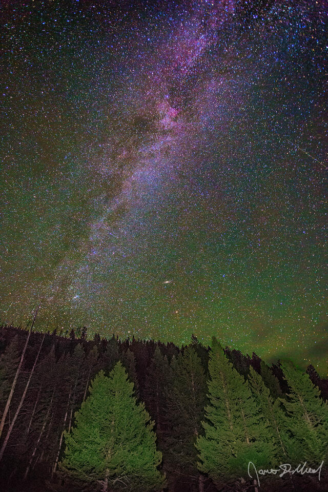 The spiral arm of the Milky Way rises into the skies above Lodgepole Pines as airglow illuminates the night sky above.