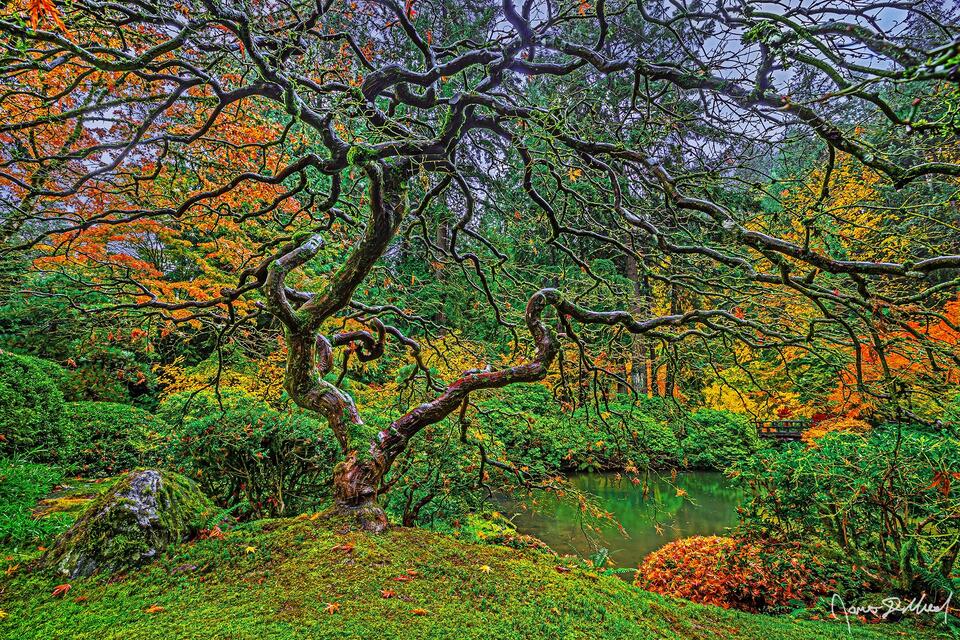 The branches of the Tree of Life Laceleaf Japanese Maple in the Portland Japanese Garden lay bare in the late fall after the autumn leaves have fallen.