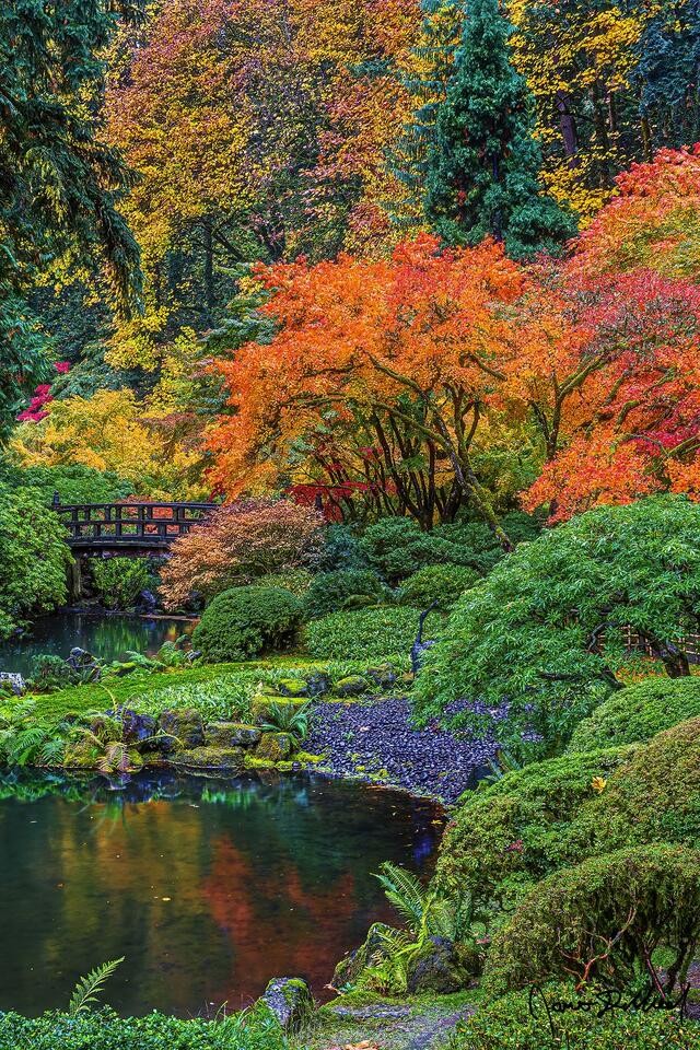 Fall brings beautiful orange and red colors to the Japanese Maple trees surrounding Moon Bridge and Upper Pond at the Portland Japanese Garden