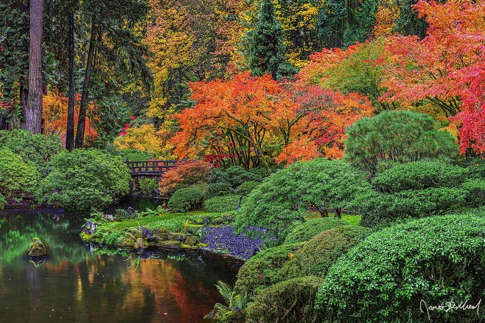 Peak fall color bring orange and red to the Japanese Maple trees surrounding Moon Bridge and Upper Pond in Strolling Pond Garden at the Portland Japanese Garden
