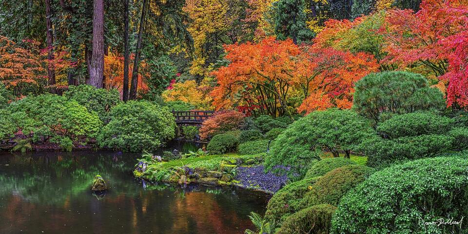Fall brings beautiful orange and red colors to the Japanese Maple trees surrounding Moon Bridge and Upper Pond at the Portland Japanese Garden