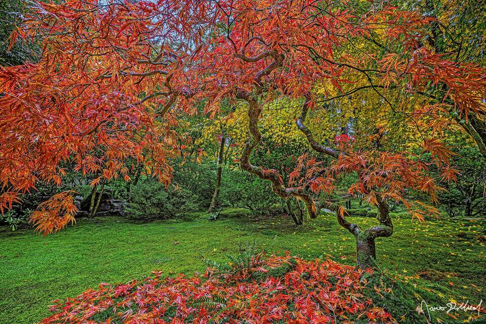 A Weeping Laceleaf Japanese Maple turns brilliant shades of orange and red as peak fall colors sets in at Tea Garden in the Portland Japanese Garden.