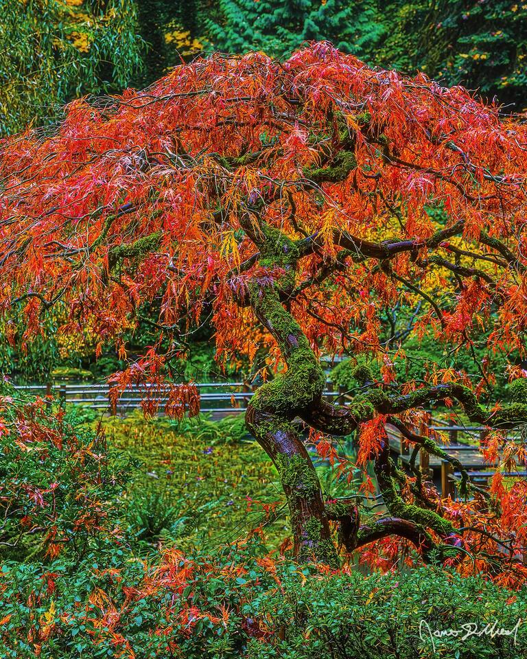 A Lace Leaf Japanese Maple turns a brilliant shade of orange and red as peak fall color sets in at the Portland Japanese Garden