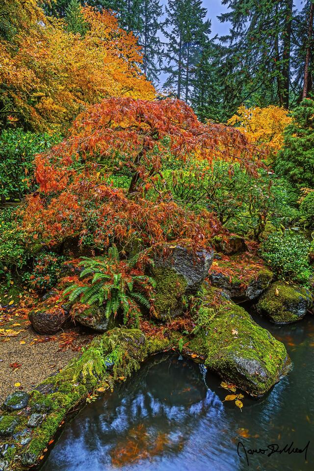Lace leaf Japanese Maple tree reflects in pond as autumn transforms the trees into fiery orange and red during peak fall colors at the Portland Japanese Garden