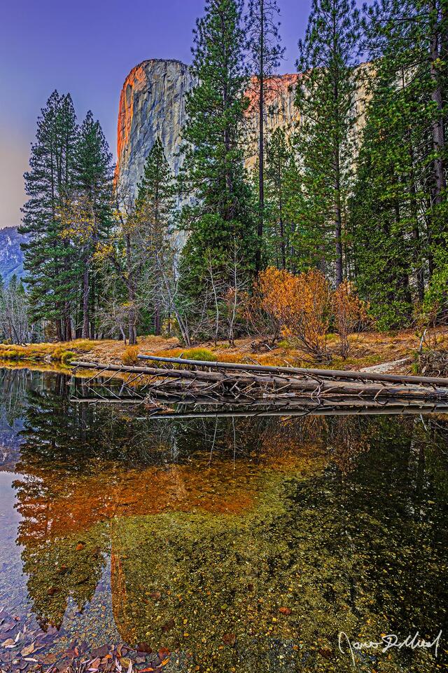 Sunset illuminates El Capitan a brilliant fire orange as pastel colors light the skies above the Merced River and Yosemite Valley and of the Merced River.