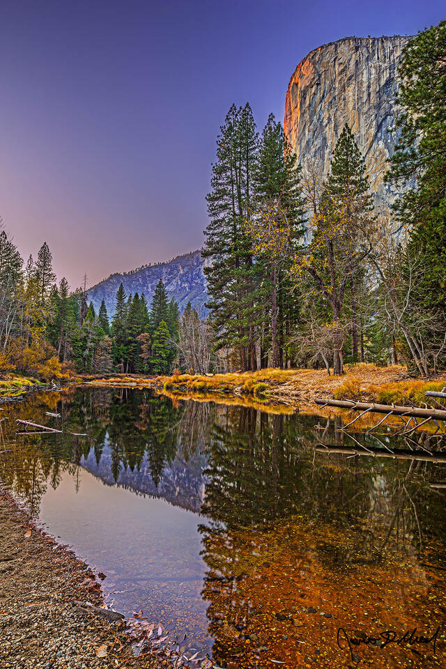 Sunlight illuminates of nose of El Capitan a brilliant fire orange as pastel colors illuminate the skies above the Merced River and Yosemite Valley at sunset.