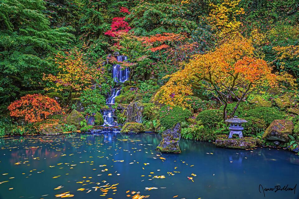Water tumbles down Heavenly Falls and into the pond as the surrounding Japanese Maples turn brilliant shades of color during peak fall color.