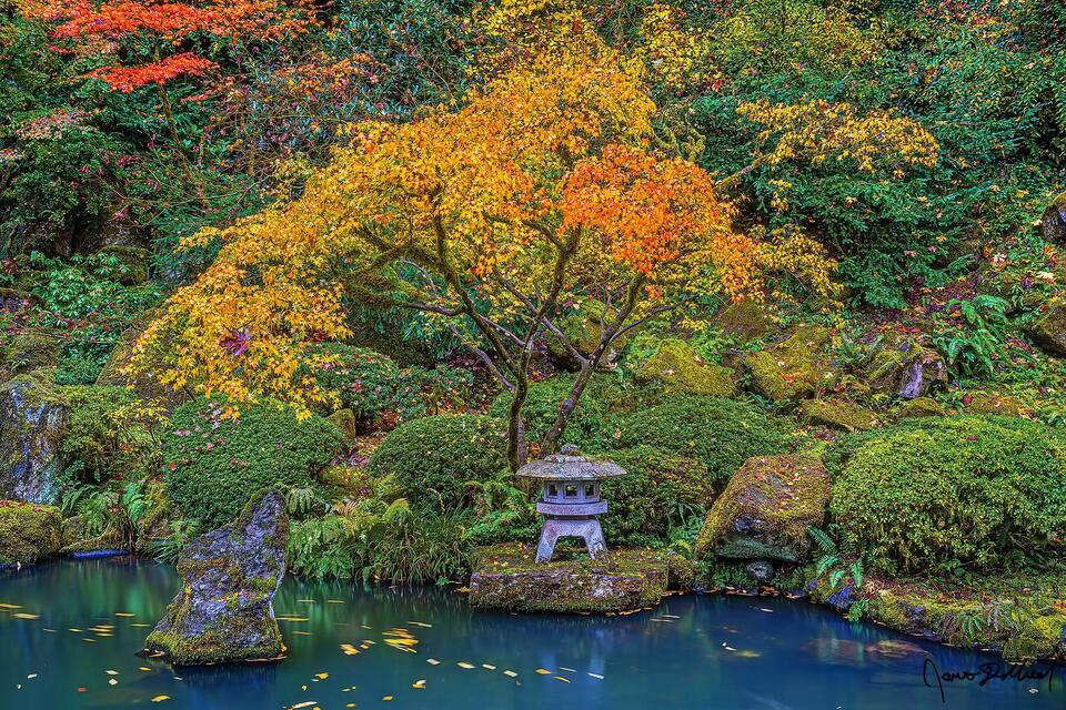 Golden colors adorn the leaves of a Japanese Maple next to a pond in the Strolling Pond Garden of the Portland Japanese Garden.
