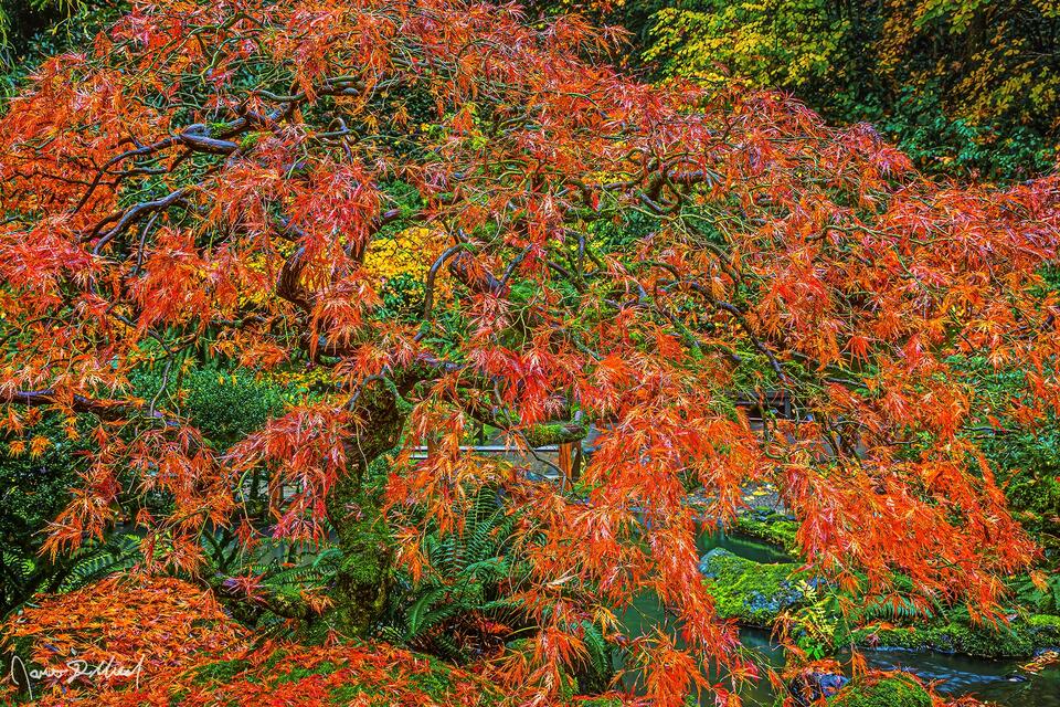 A Laceleaf Japanese Maple turns brilliant shades of orange and red as fall colors sets in at the Portland Japanese Garden.