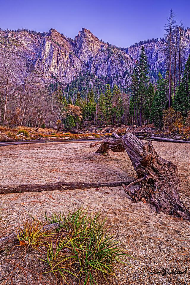 Alpenglow lights the tops of the cliffs above Yosemite Valley  after sunset in the fall as a small patch of grass and a fallen tree trunk line the Merced River.