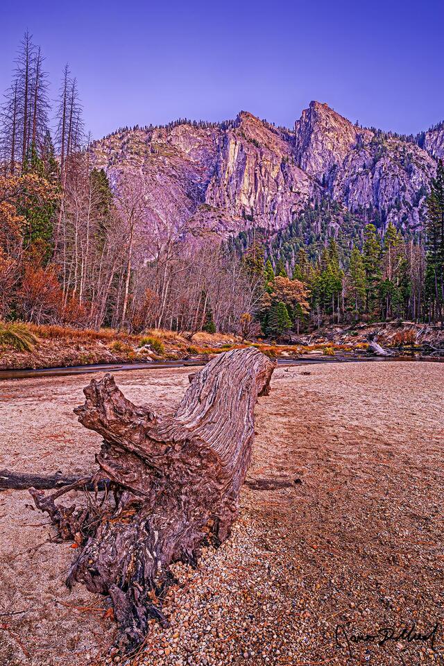 Alpenglow illuminates the cliffs above Yosemite Valley after sunset in the late fall as a fallen tree trunk lays on the river bank along the Merced River.