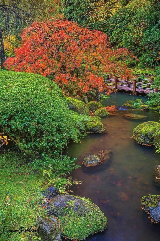 A Lace Leaf Japanese Maple turns a brilliant shade of fiery red and orange in the fall along the banks of a stream in the Portland Japanese Garden