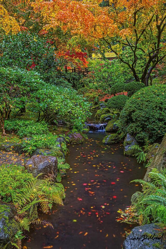 Fall brings yellow, orange and red to Japanese maple trees rising above the banks of a stream in the Portland Japanese Garden.
