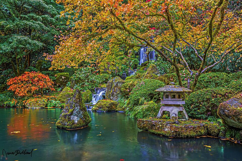 Water tumbles down Heavenly Falls and into the pond as the surrounding Japanese Maples turn brilliant shades of color during peak fall color.