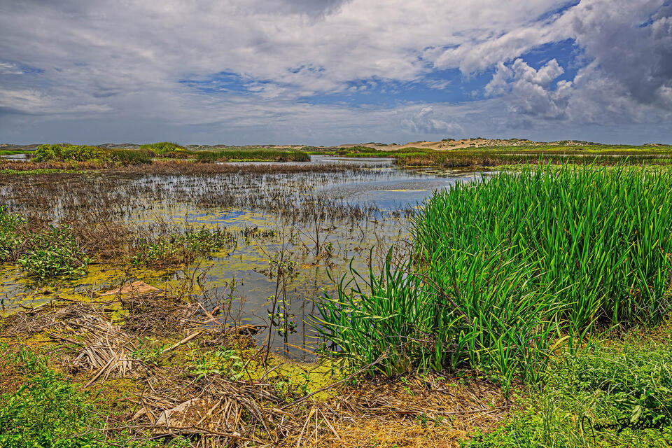 Storm clouds settle in over coastal wetlands along the Pacific Coast of California as sand dunes rise up in the background