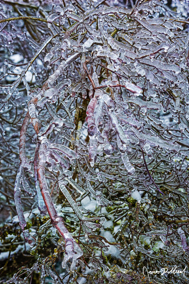 Dogwood Tree covered in ice in the Winter, Oregon. A winter ice storm covers a Dogwood Tree in a thick layer of ice