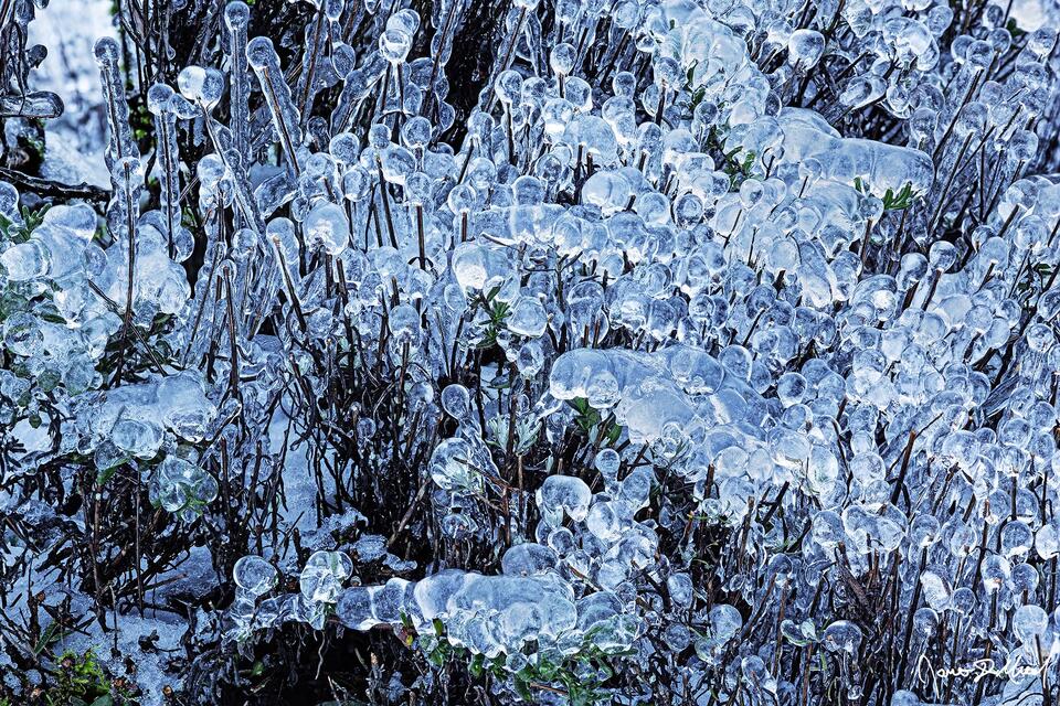 A winter ice storm covers everything in a thick layer of ice, leaving the plants covered in ice balls resembling marbles.