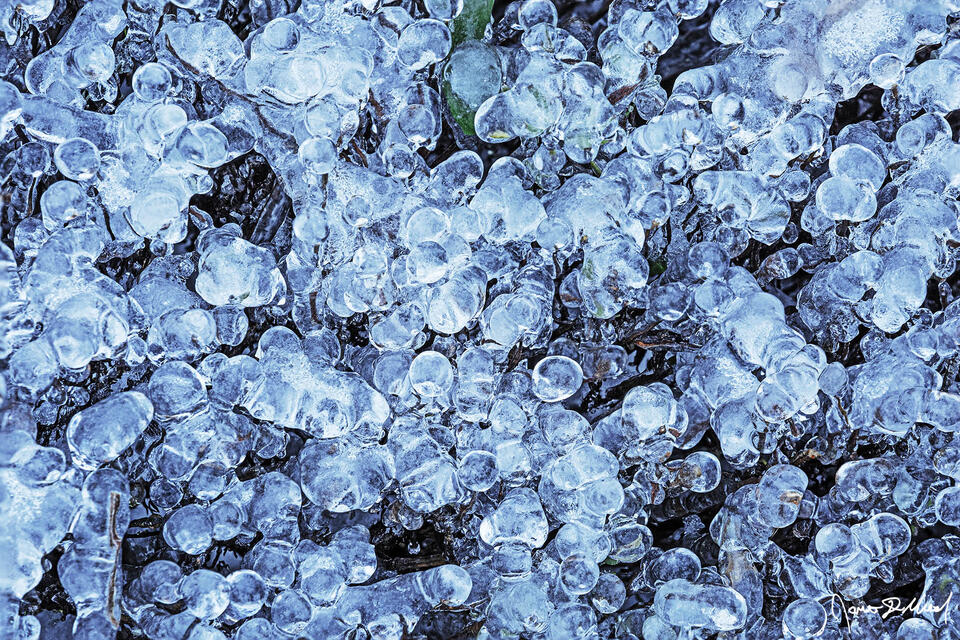 Plants covered in ice balls in the Winter, Oregon. A winter ice storm covers everything in a thick layer of ice, leaving the plants covered in ice balls.