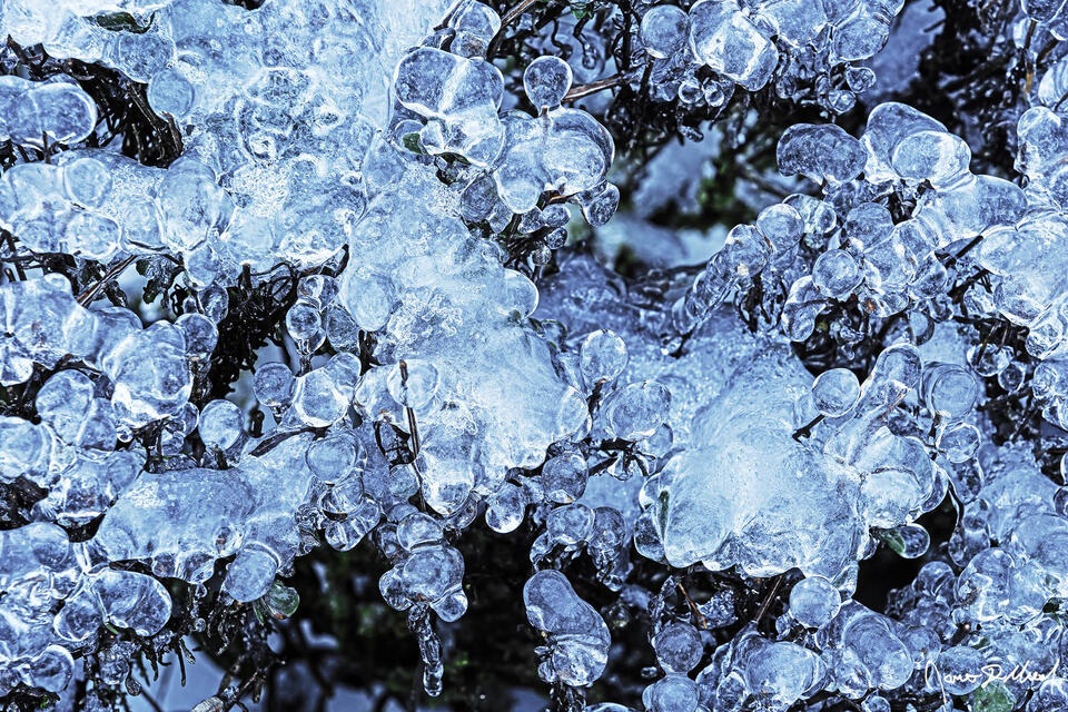 Plants covered in ice in the Winter, Oregon. A winter ice storm covers everything in a thick layer of ice, leaving the plants covered in ice balls.
