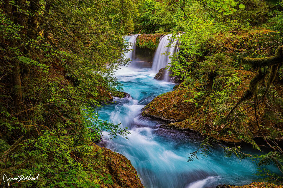Spirit Falls, Columbia River Gorge, Washington. Turquoise water flows over the cliffs into a narrow gorge surrounded by trees hidden deep in the forest.