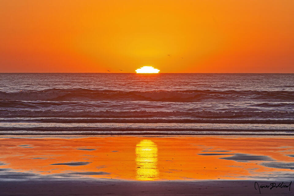 Seabirds flying at sunset over the Pacific Ocean as the setting sun takes on a unique hat shape due to optical phenomenon known as a Mock Mirage (M-Mir).