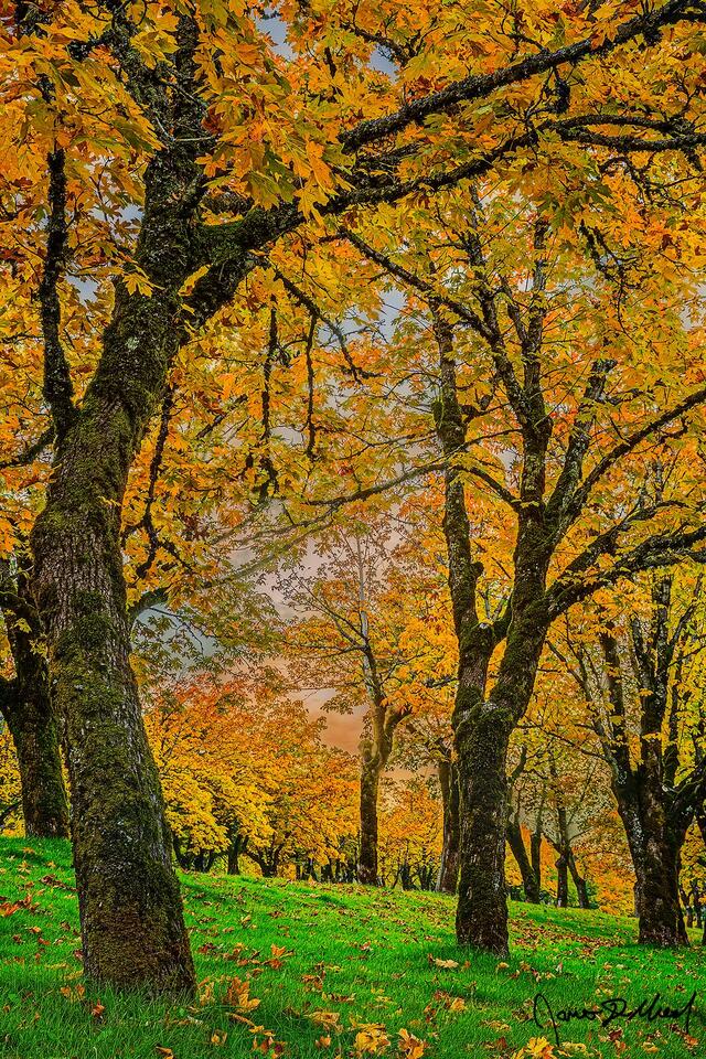 Maple Trees in the Autumn, Columbia River Gorge, Oregon. Maple Trees turn yellow and gold with the colors of Autumn in the Columbia River Gorge in Oregon.