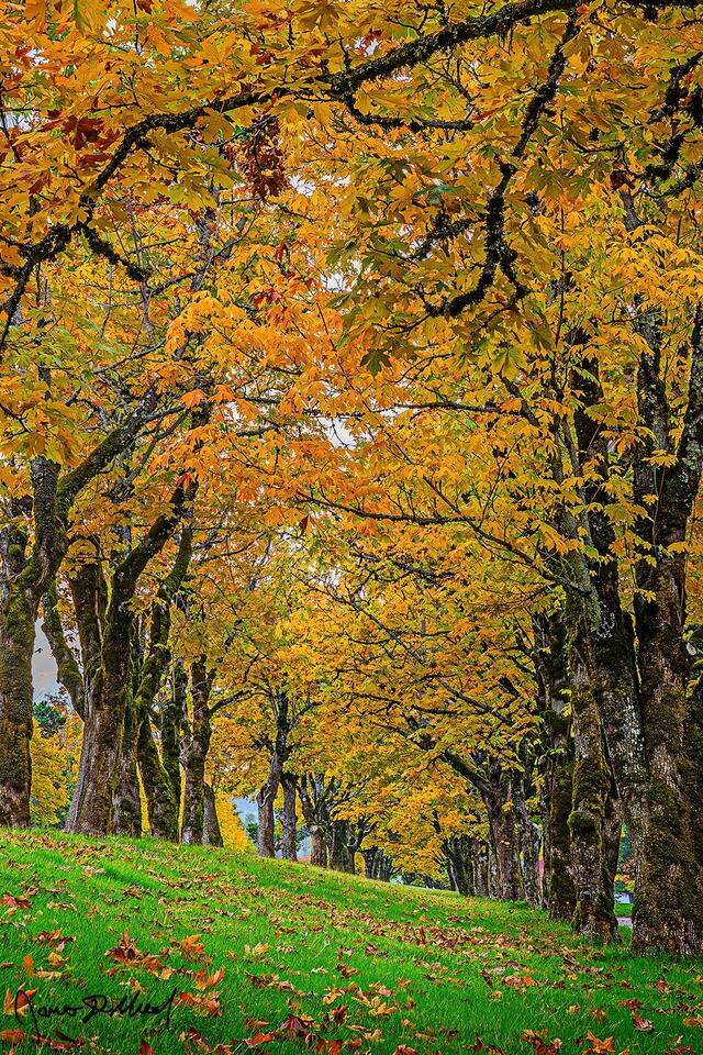 Maple Trees form a tree tunnel as they turn yellow and gold with the colors of Autumn in the Columbia River Gorge in Oregon.