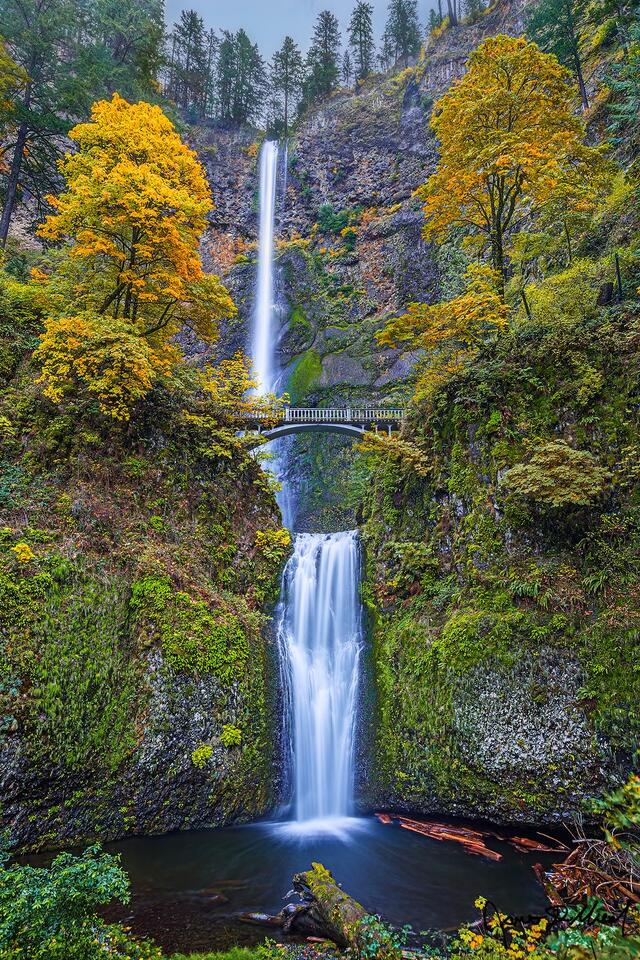 Yellow and gold trees with the colors of Autumn frame Multnomah Falls as it falls 620 feet over the cliffs of the Columbia River Gorge.