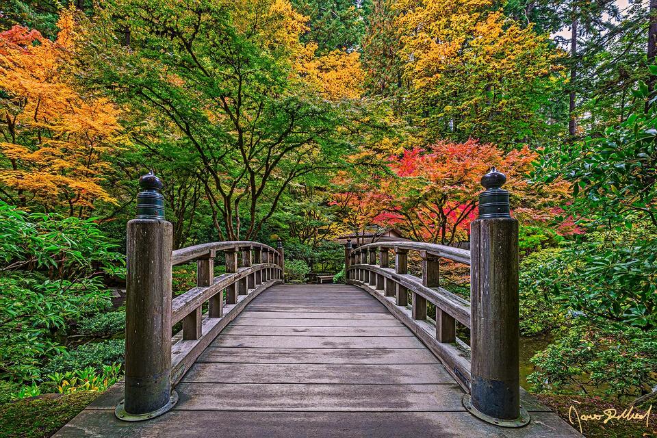 Moon Bridge crosses Strolling Pond as the brilliant red, amber and gold fall colors line the trees around the Tea Garden at the Portland Japanese Garden.