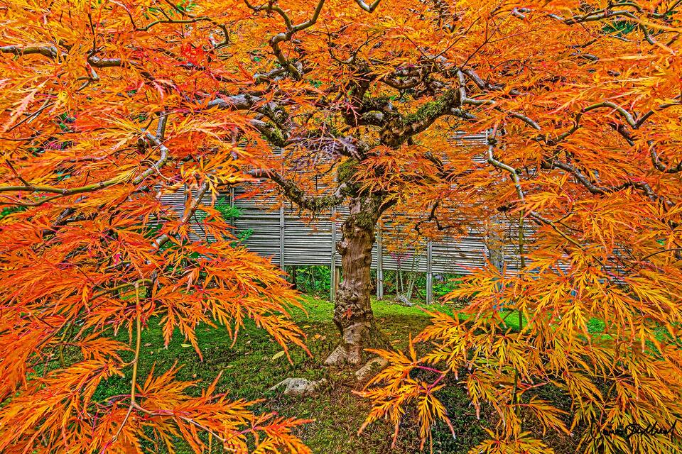 Leaves on a weeping Laceleaf Japanese Maple turn a brilliant orange during peak fall color, growing from a bed of moss at the famed Portland Japanese Gardens.