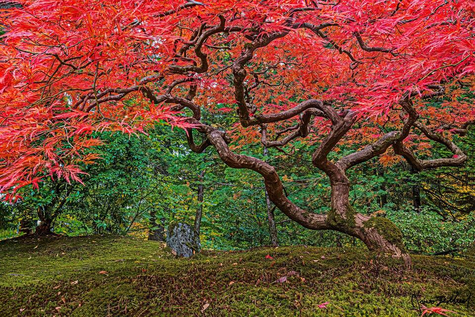 A Laceleaf Japanese Maple turns a brilliant red during peak fall color as its trunk turns sideways growing from a bed of moss at the Portland Japanese Garden.